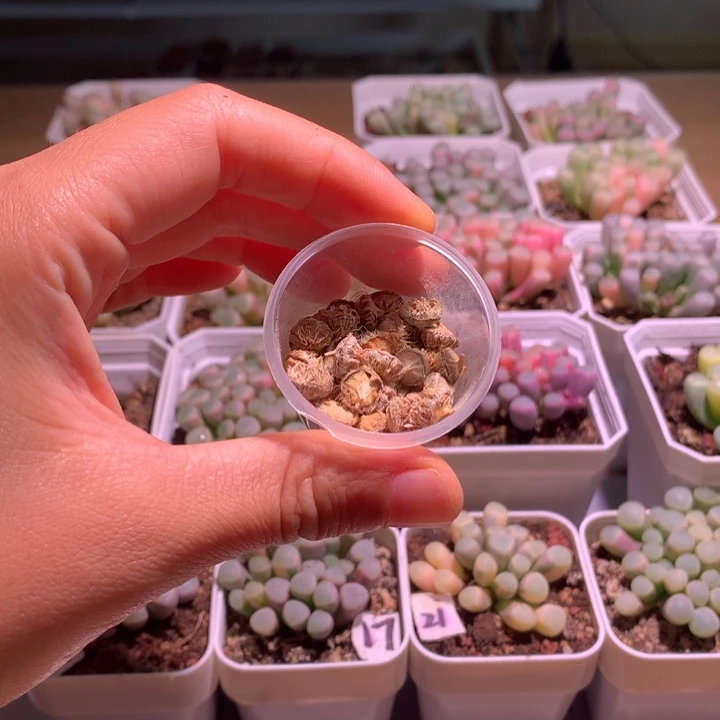 五十铃玉锦种荚2个