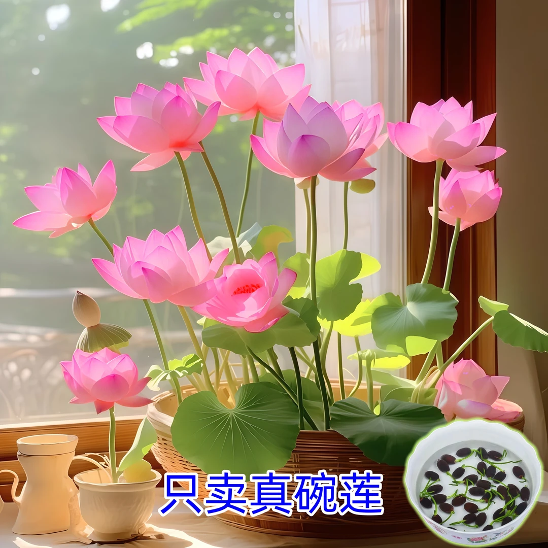 碗莲四季盆栽花开花种植荷花睡莲水养花卉水培放水开花耐热绿植