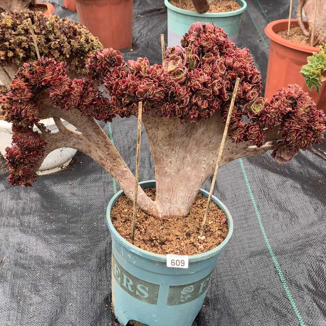 609欧紫一颗缀化的