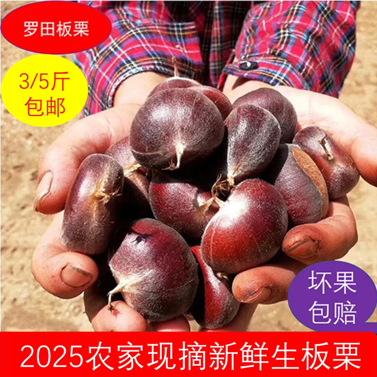 罗田板栗生新鲜嫩栗子农家现摘板栗羊毛栗即食野生板栗毛栗子油栗