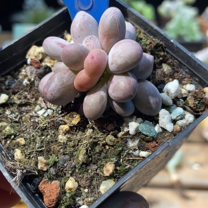 西瓜奶288号得啊多肉啊啊