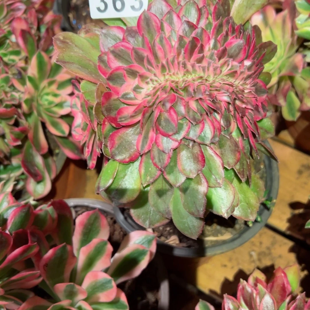 363 号多肉植物新年