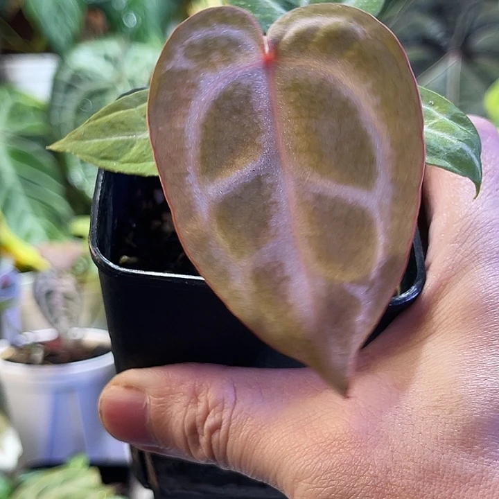 完全开放Skg银红水晶