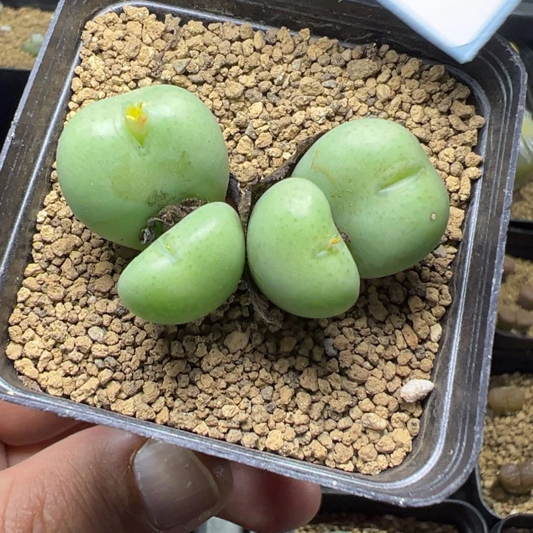 9-82透明嘴大g多肉植物，