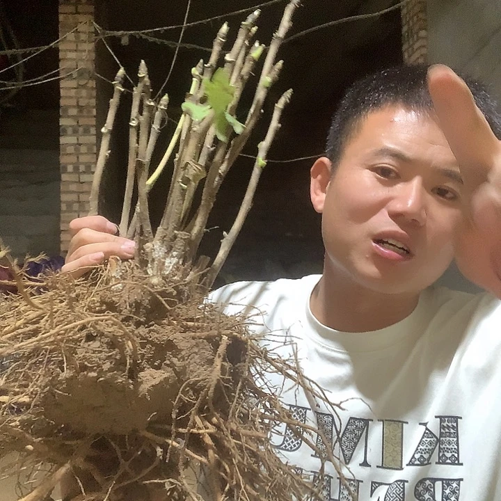 ！***当前无花栽培后可以开花