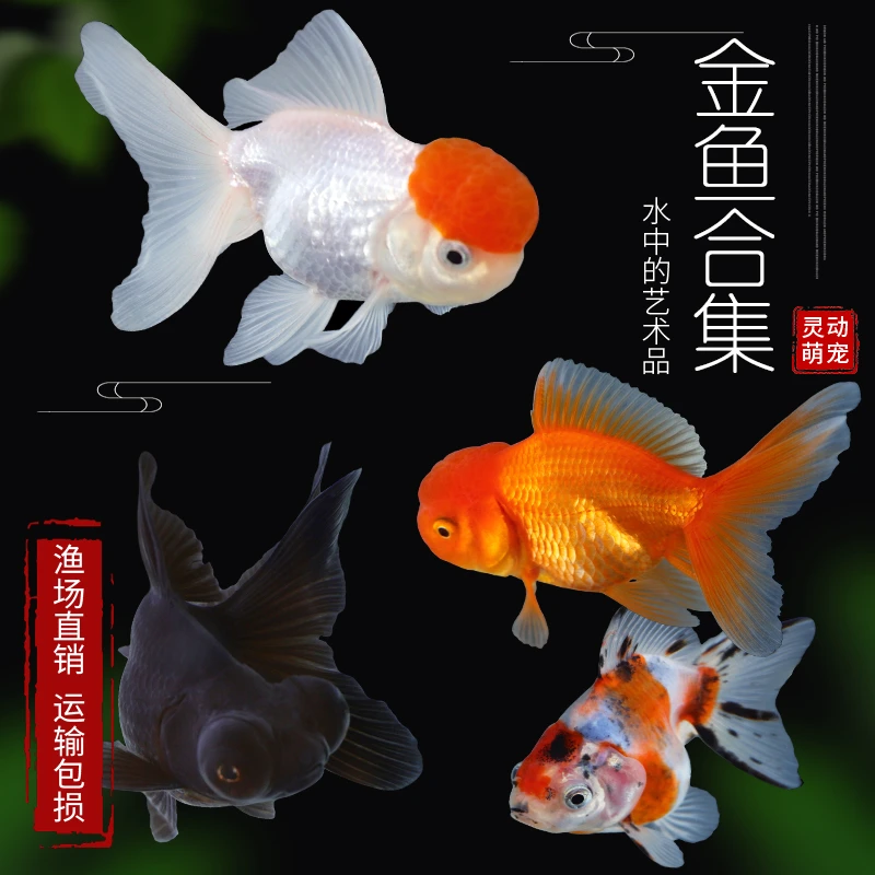 观赏鱼 淡水鱼 冷水鱼 国粹金鱼 05-07cm 7条（5条保活+2条备损）