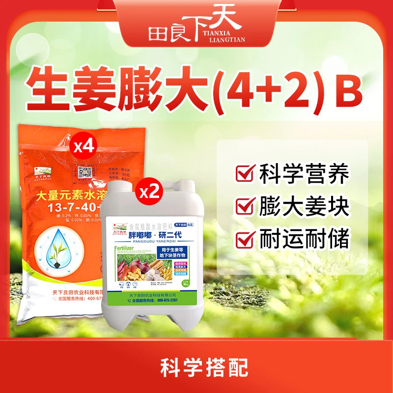 生姜膨大4+2  B   膨大姜块   天下良田·胖嘟嘟研二代  高钾