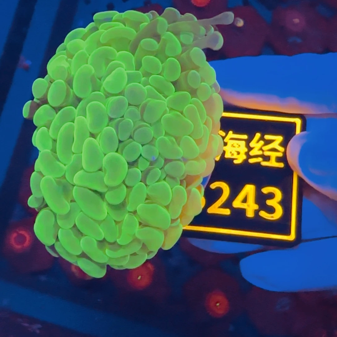 O***啦纽扣珊瑚晓晓不包邮榔头B243