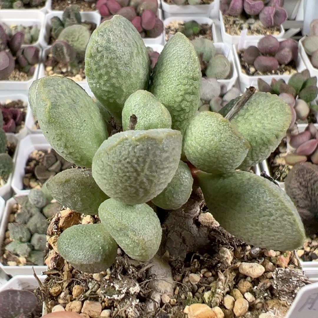 w老桩流萤多肉植物水泡