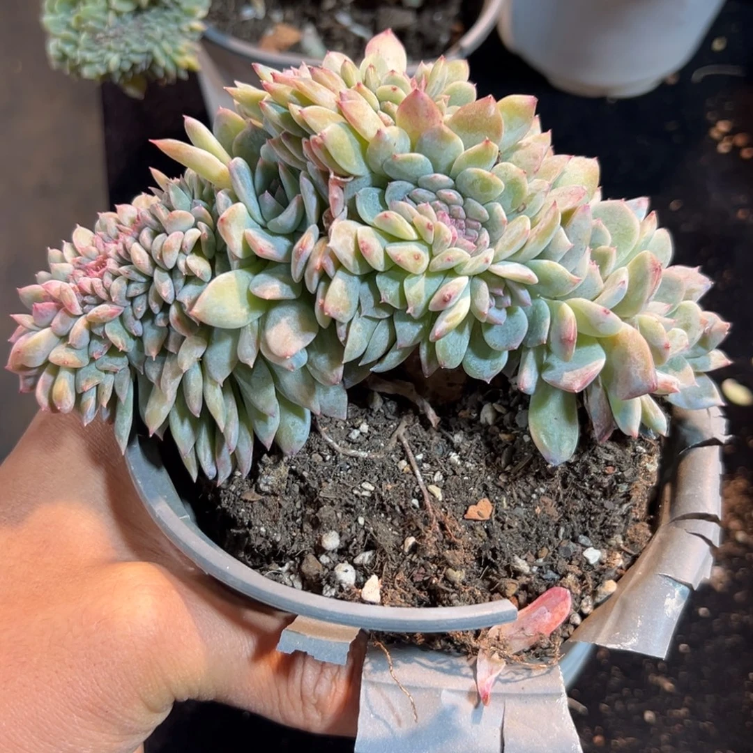 新年快乐新年快乐