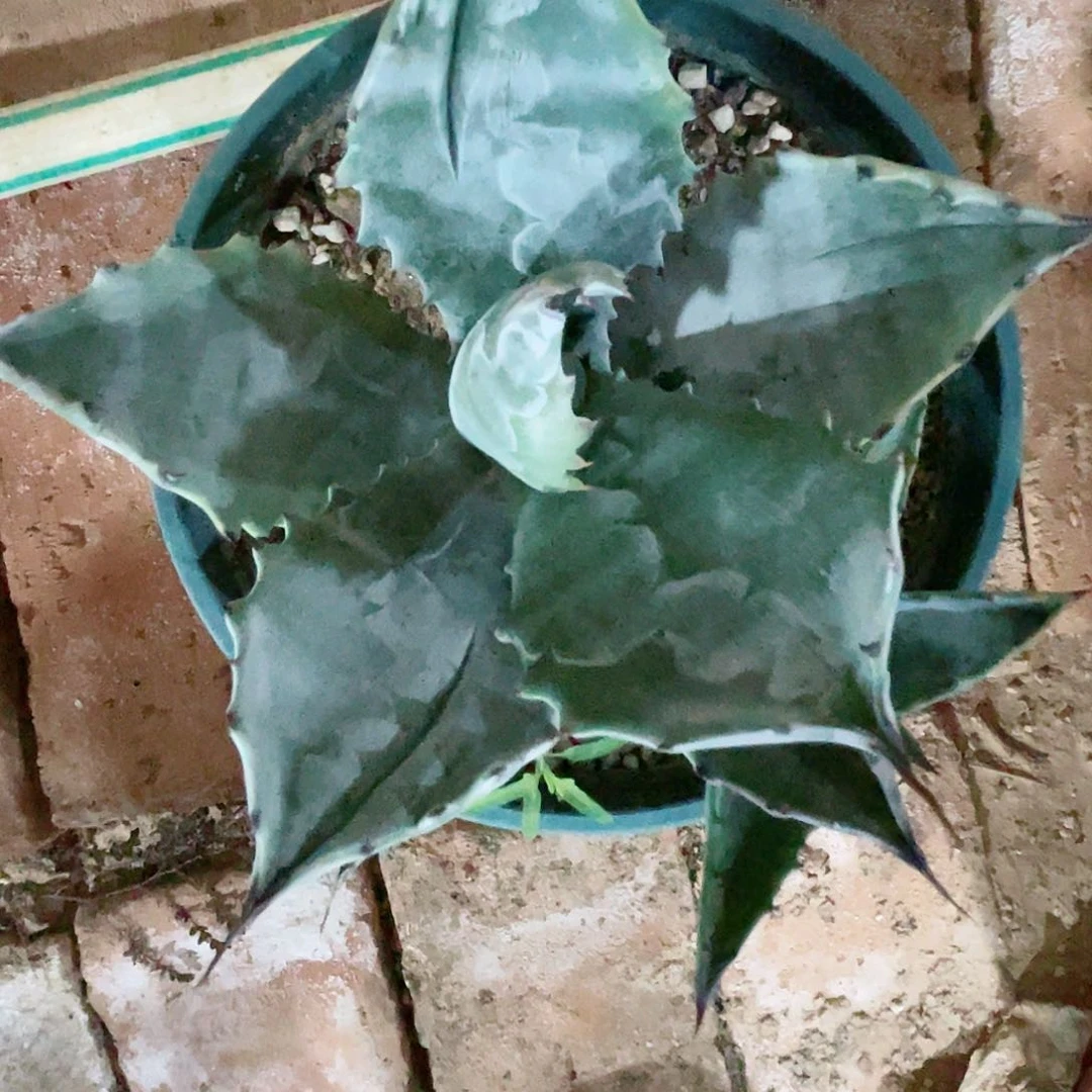 睡****马武藏坊小颗龙舌兰