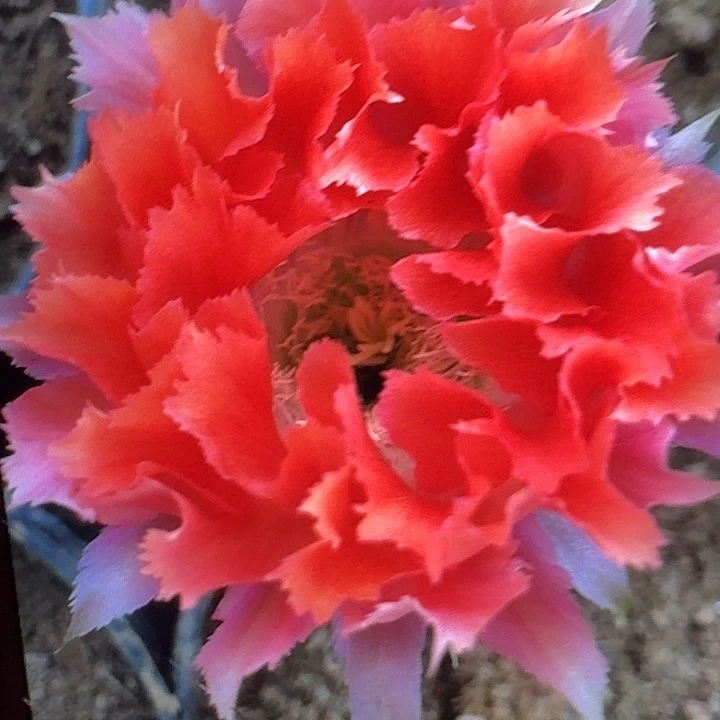 凤七侧芽4公分左右彩草