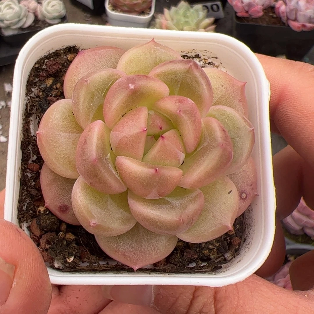 一****Y751 多肉植物组合盆栽