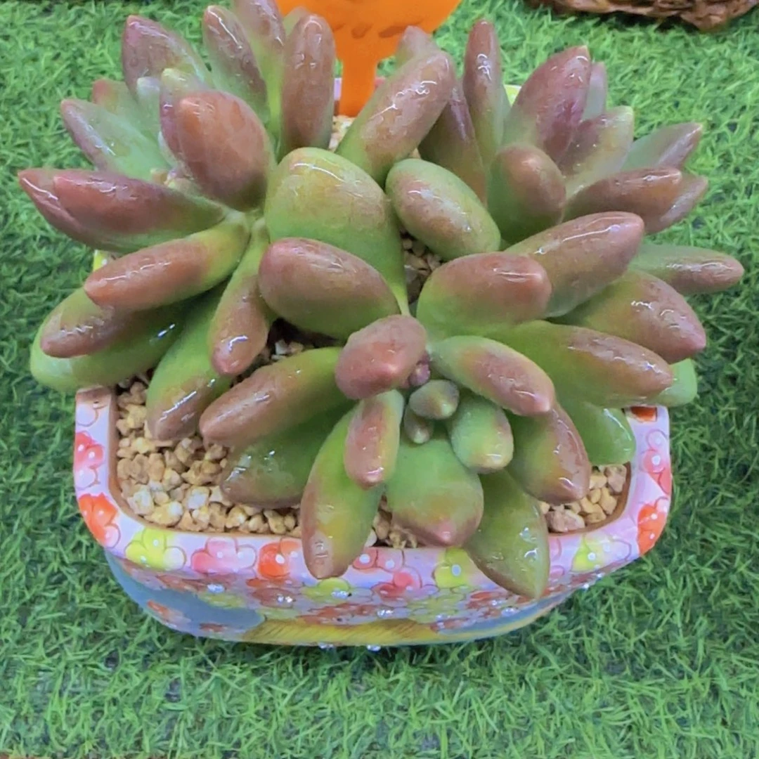 樱*392多肉植物一物一拍