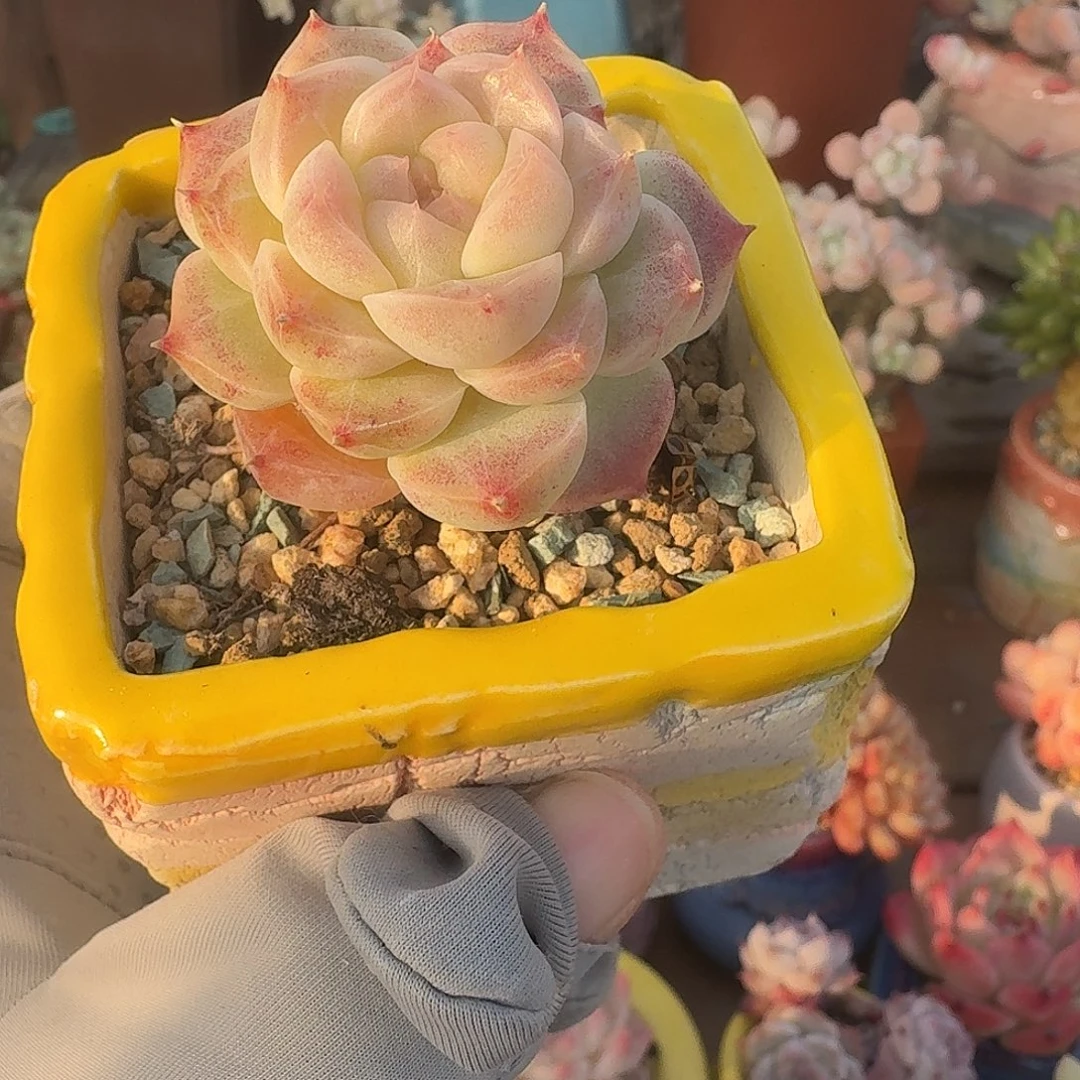 精品 多肉含盆土 一物一拍