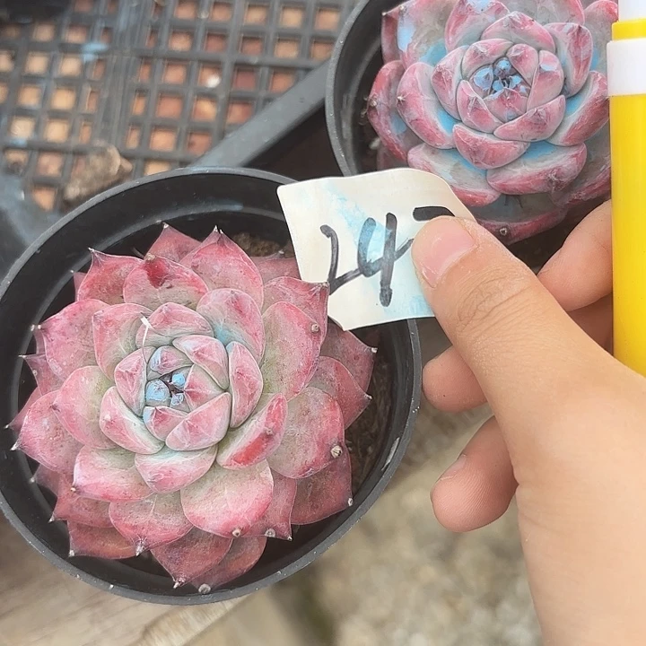 闪购247呀呀呀呀呀呀呀哈
