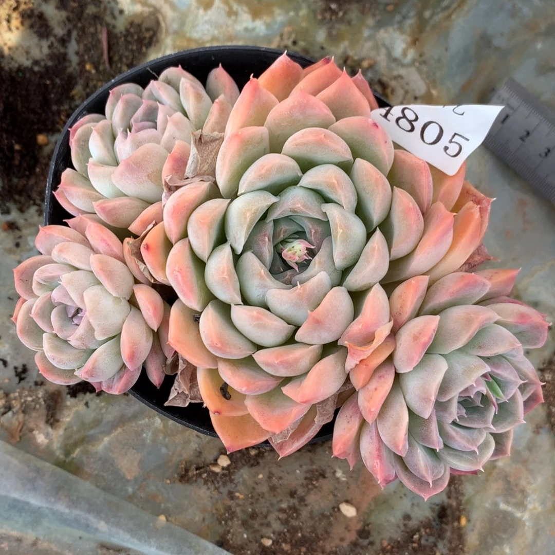 4805杂交多肉老桩