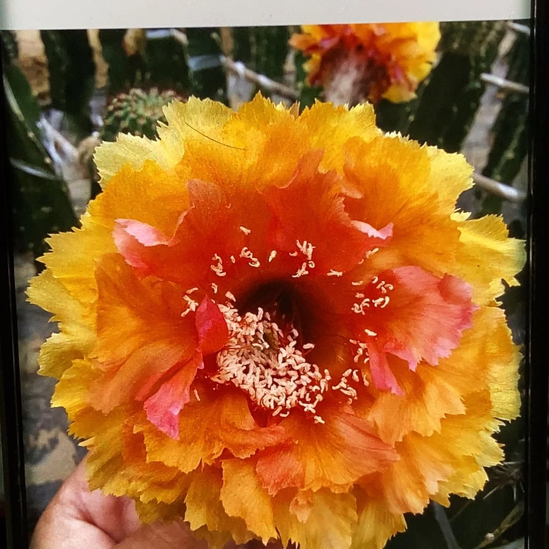 彩 琉璃盏侧芽歪20包邮/4公分