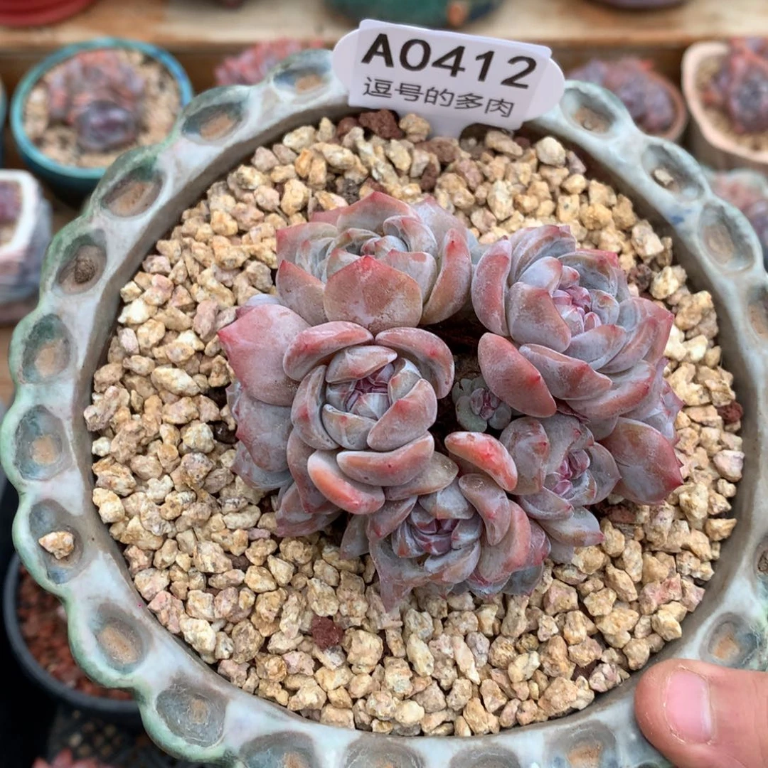 小***碟A0412 石榴籽群 有砍 9cm
