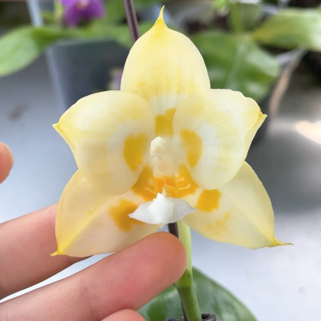 完全开放【雅风水仙】蜡质又浓香，4寸，叶黄