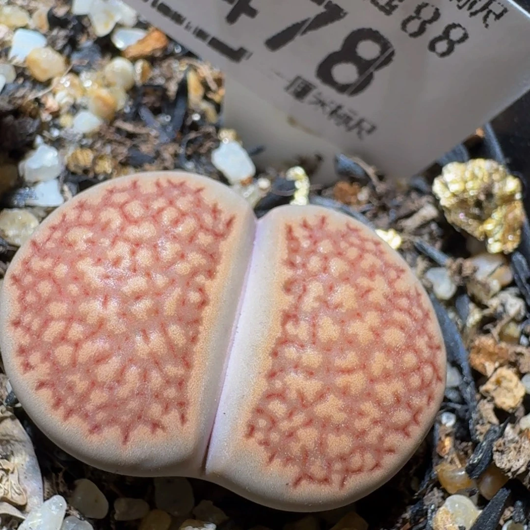 Ssss精品生石花478卡2.3