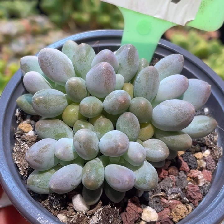 奶杂大尖尖039号的啊啊多肉啊啊