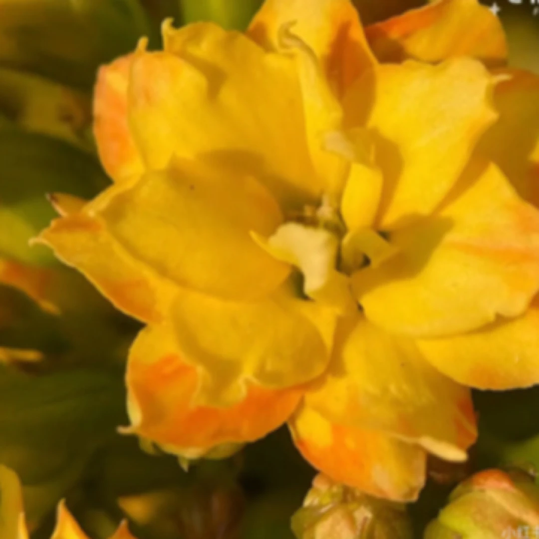 （诺林 130盆）基地直发  稀有大花品种  室内懒人花