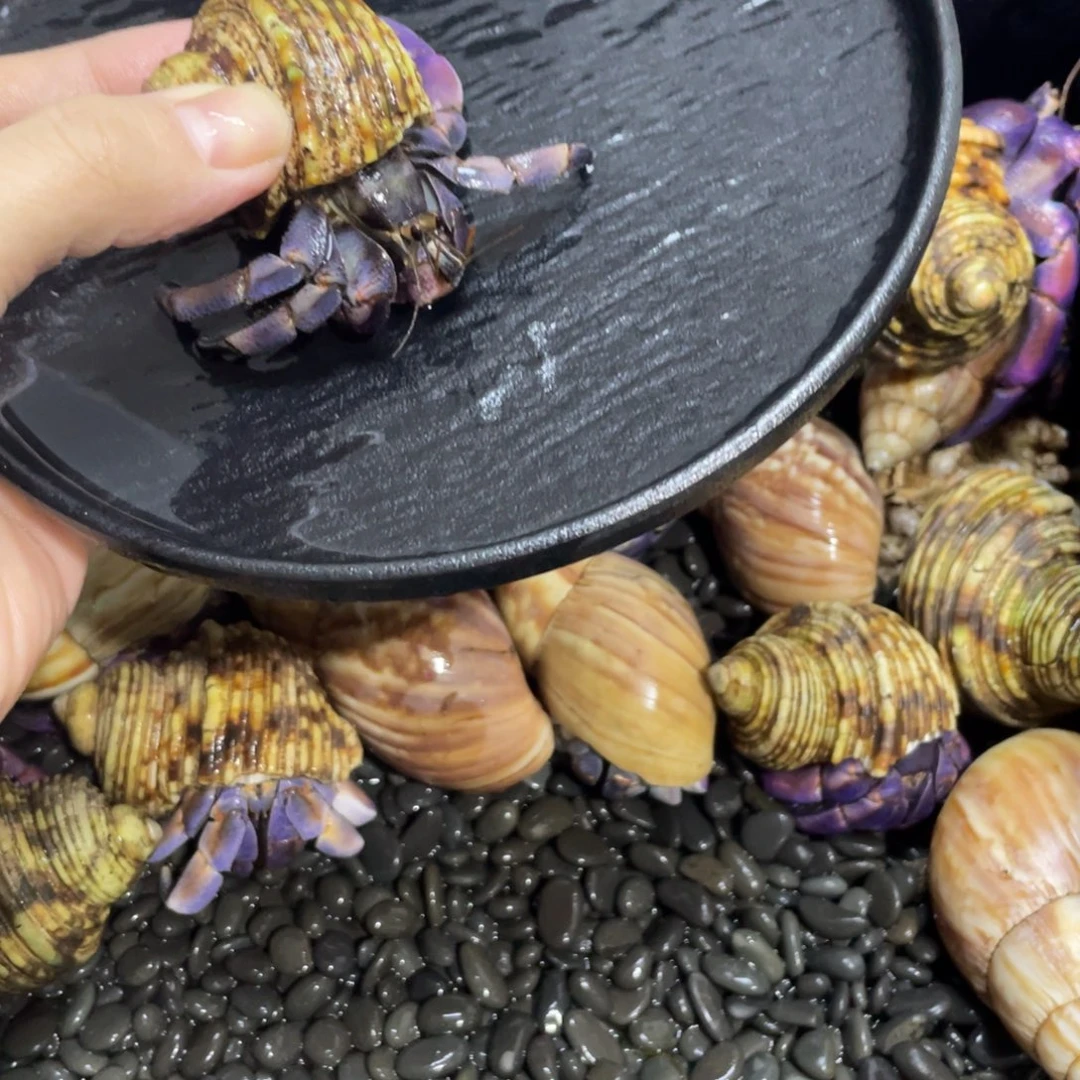 寄居蟹，寄居蟹，寄居蟹