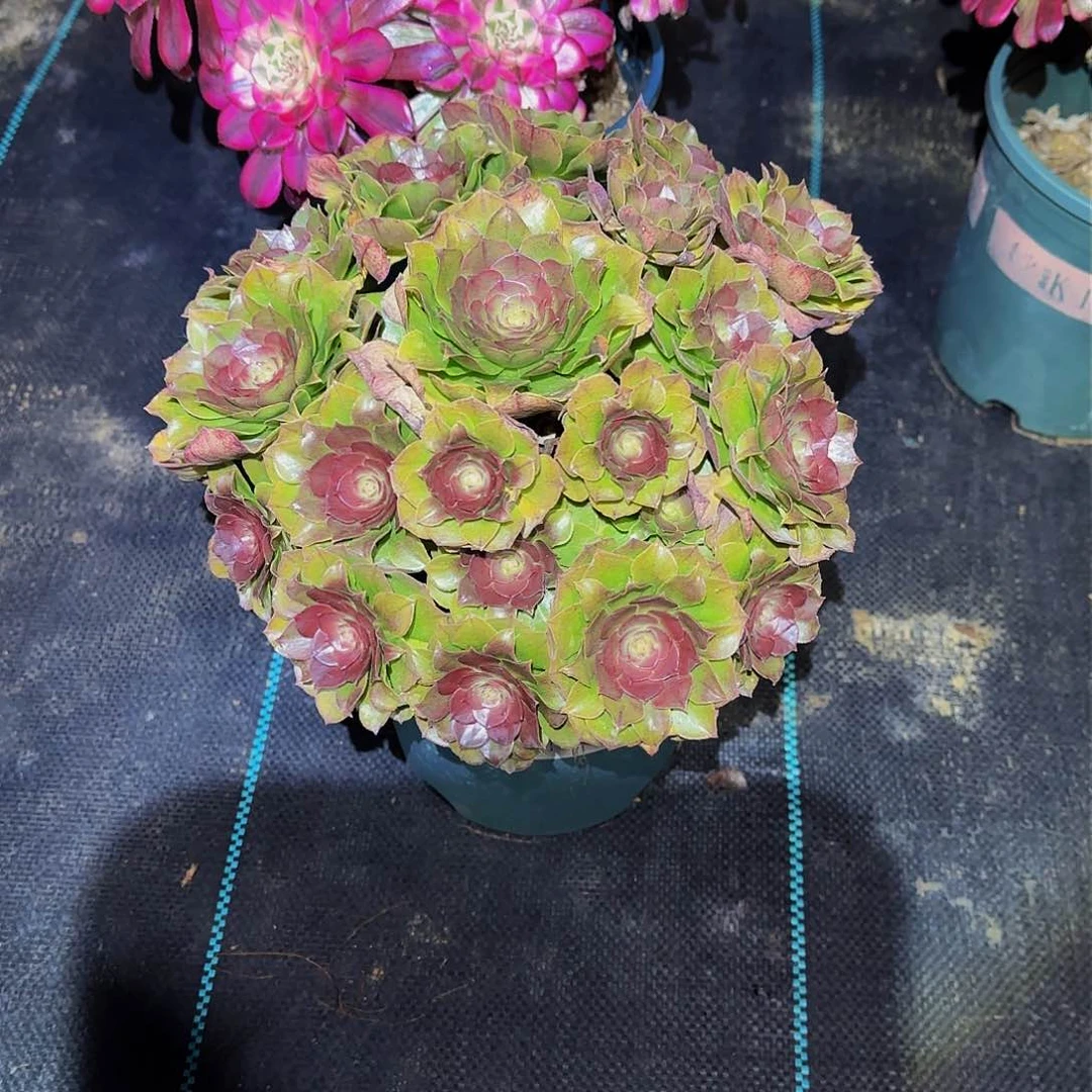 多肉植物红心万圣节老庄