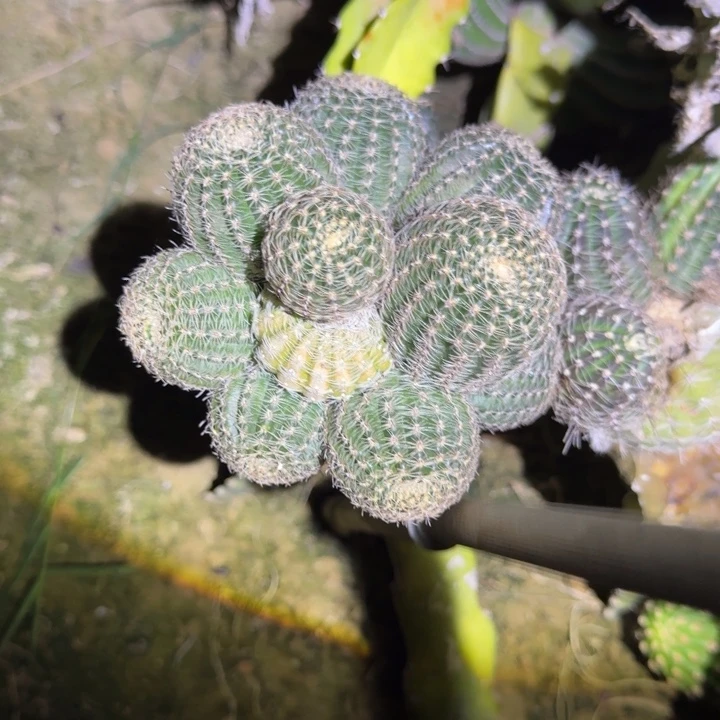 高山丽花侧芽一个177