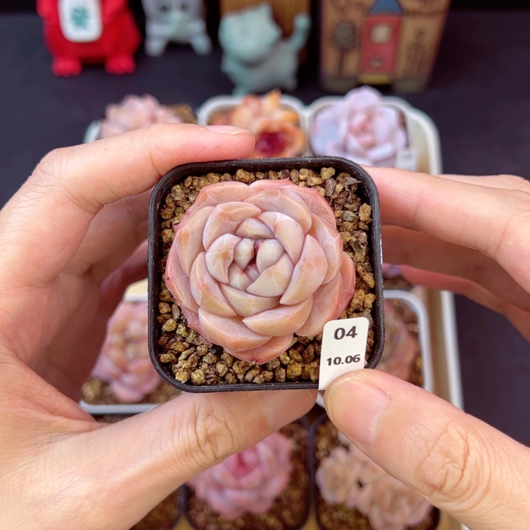 好好看04、哈哈哈哈