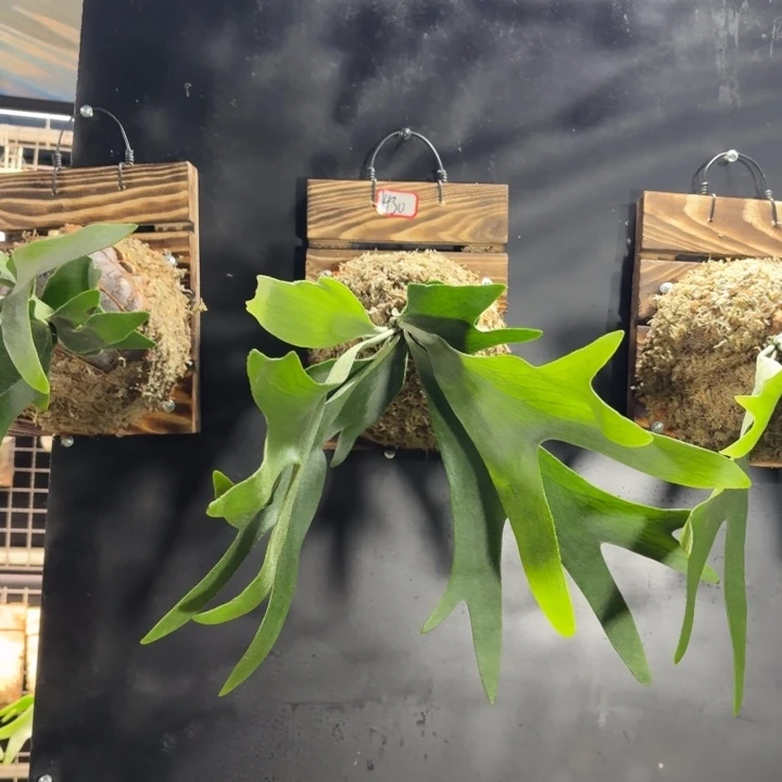 完全开放板植二岐鹿角