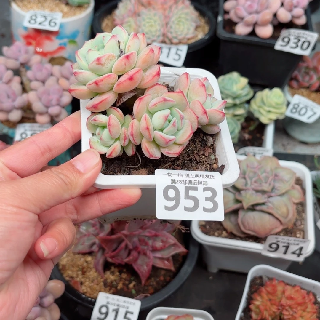 香草老桩无盆土发货