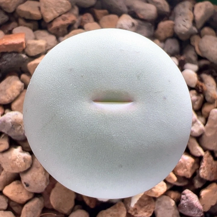 A724。青蛙种源优选amampoort