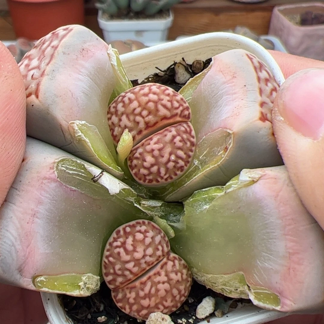 0320号褐网文寿丽 多肉植物