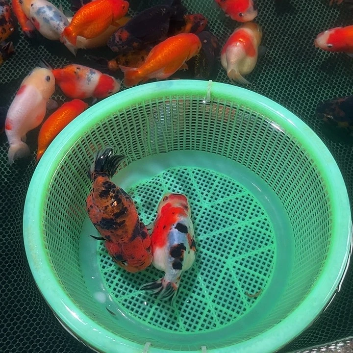 金鱼69米任选2条