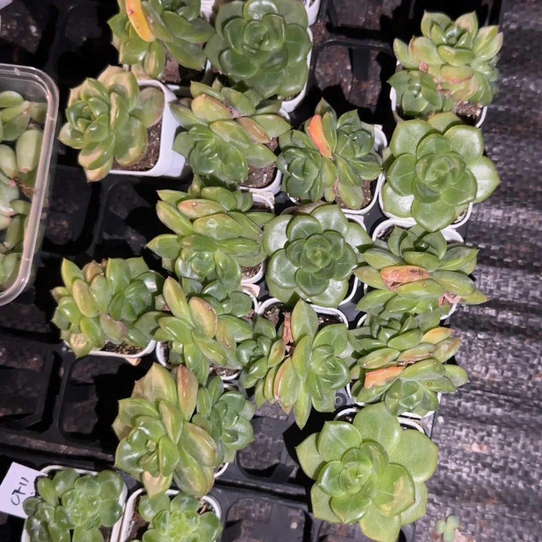 珍妮1号中苗盆5床一个满25包邮