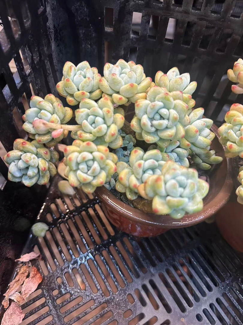 多肉植物小老庄带香味劳尔12-15公分（多样性发货一颗）