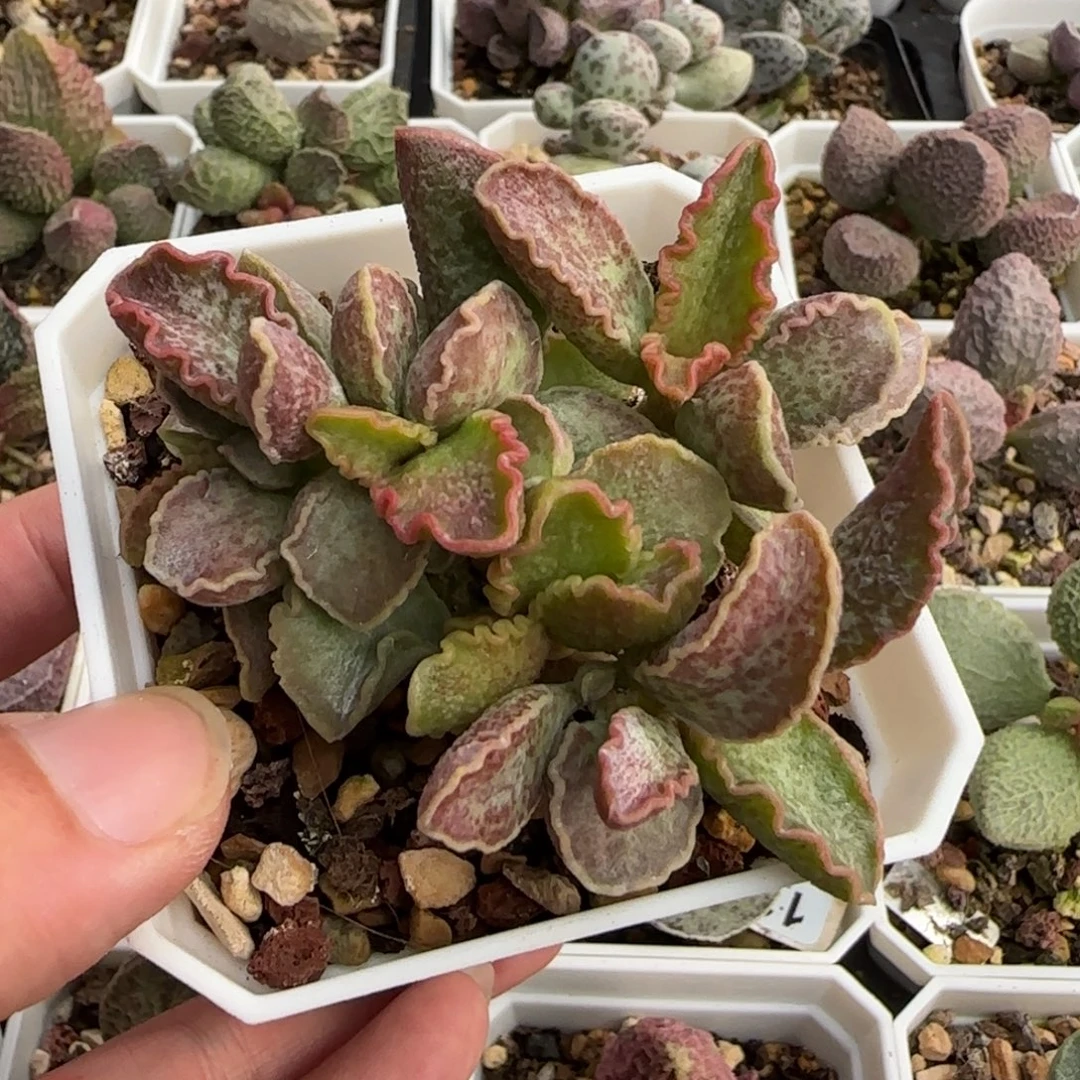 大波浪水泡多肉植物