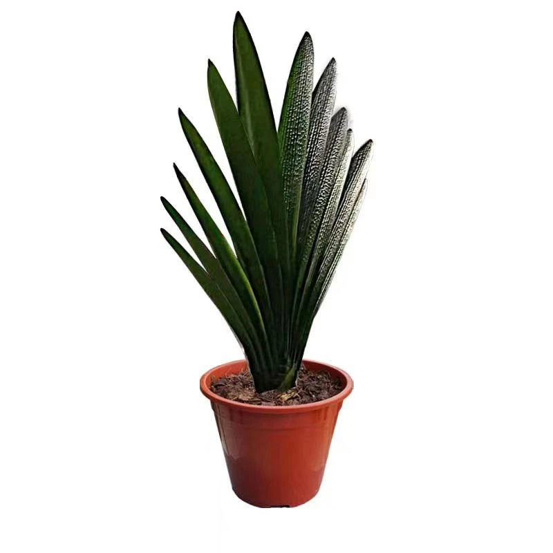 长春君子兰大苗室内盆栽异花君子兰好养带花苞