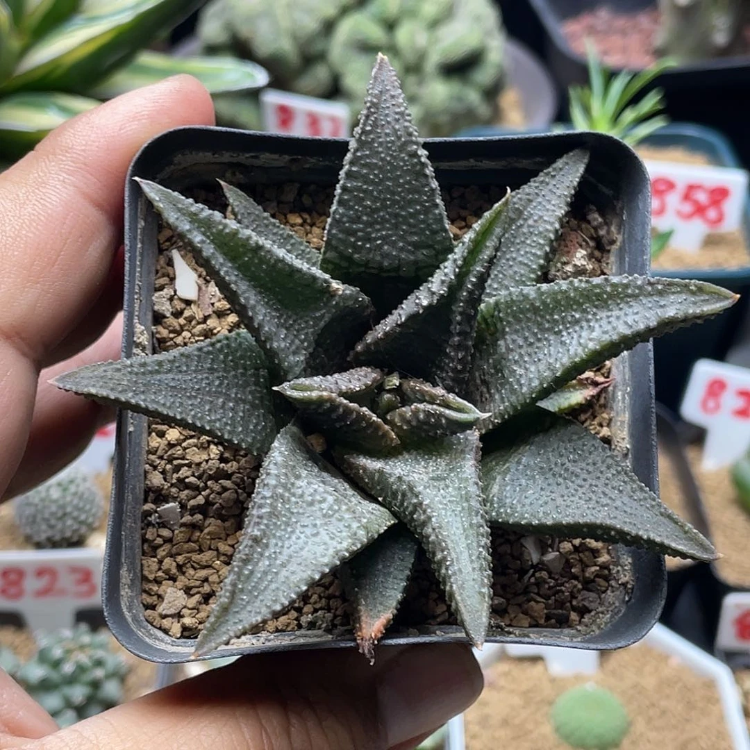 实生黑王寿 脱土包邮