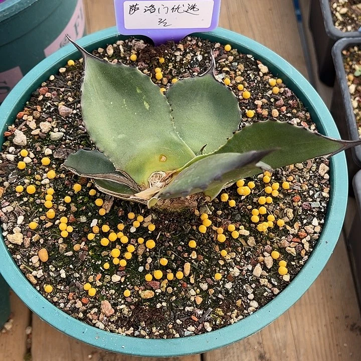 勋哥多肉萨罗门优选顶芽