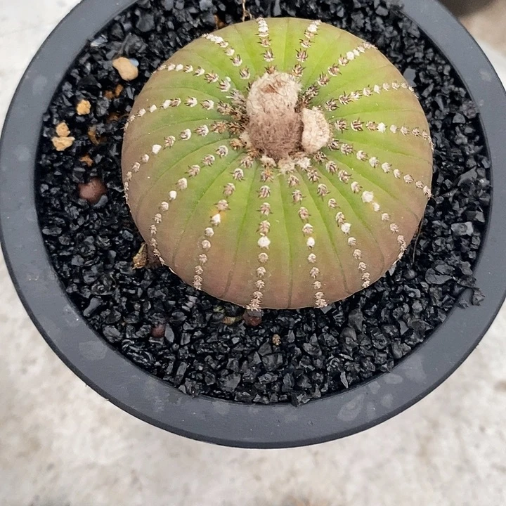 思***腚大型士童带盆发货