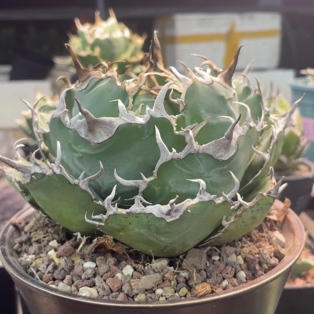 大正白88888888888888