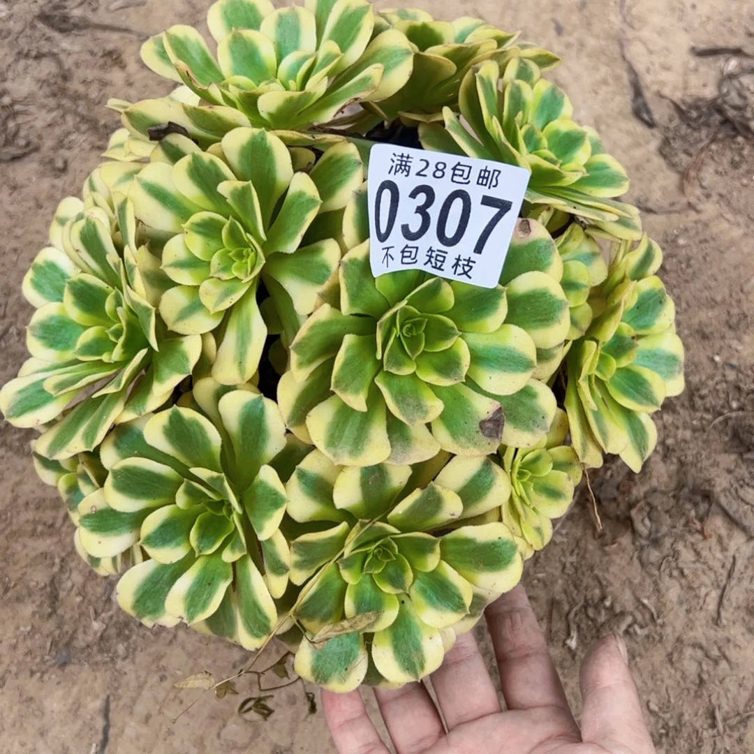 绿豆沙多肉植物0307