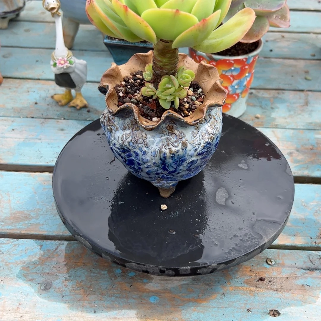 小***菲碧桃多肉植物脱土