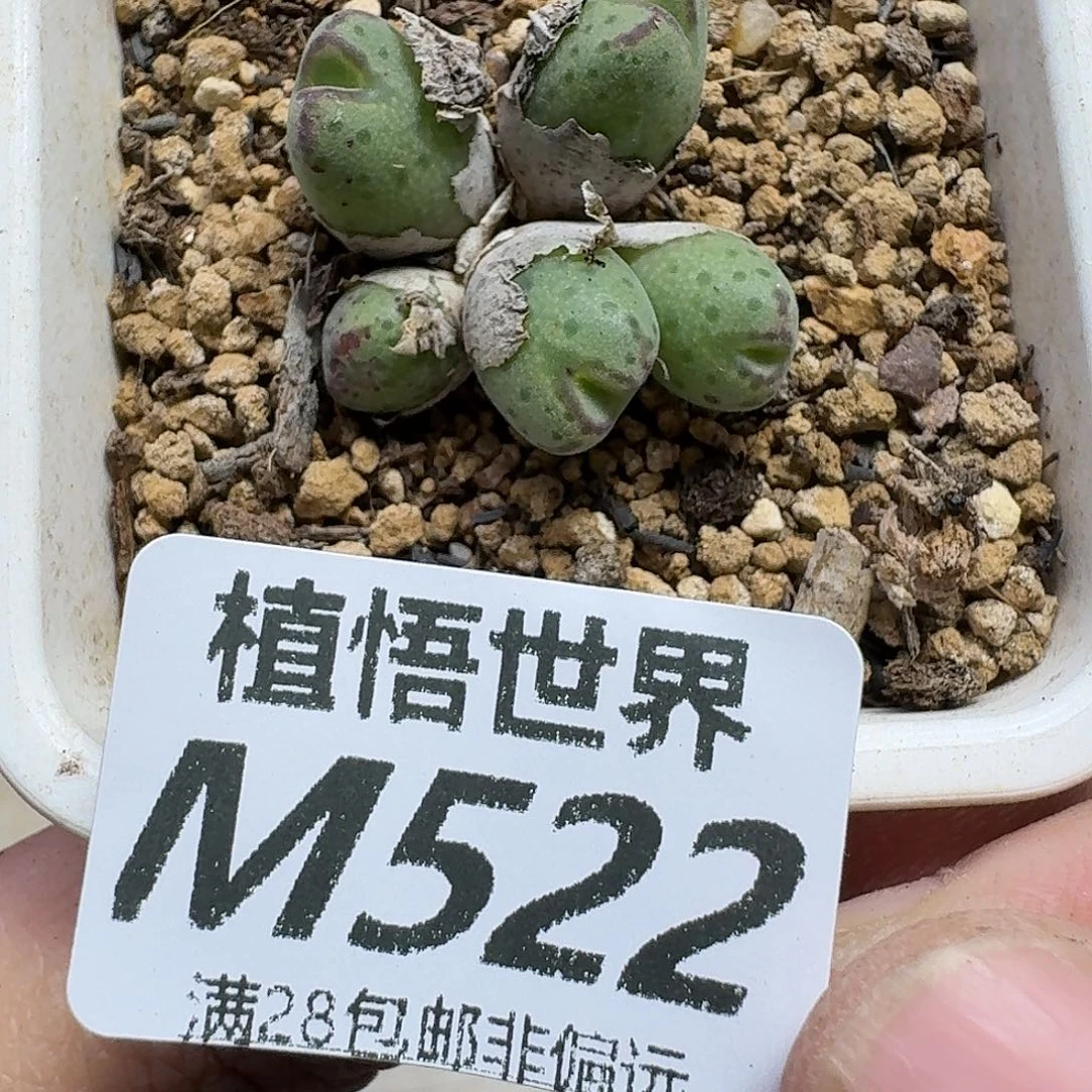 多肉植物的人生ghnn