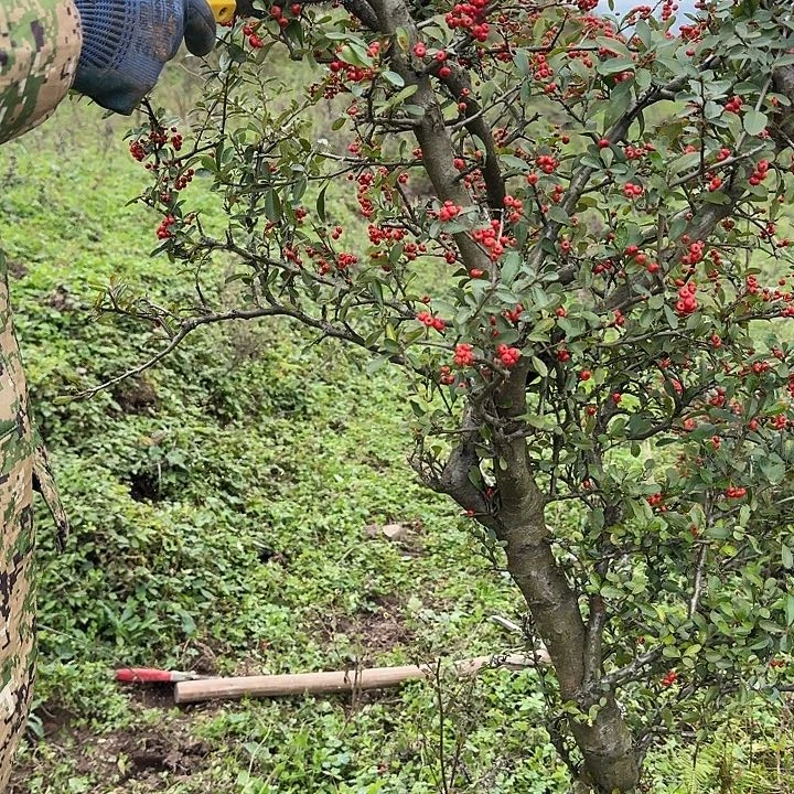 永***恒无花朵野生火棘一颗4号