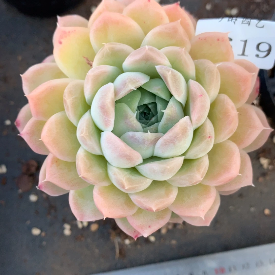 8619杂交多肉老桩