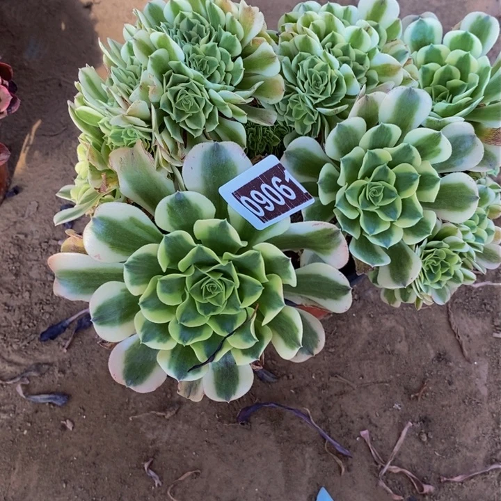 09061号绿豆沙法师